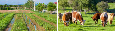 Agriculture and livestock