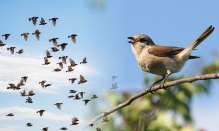 Ecological system